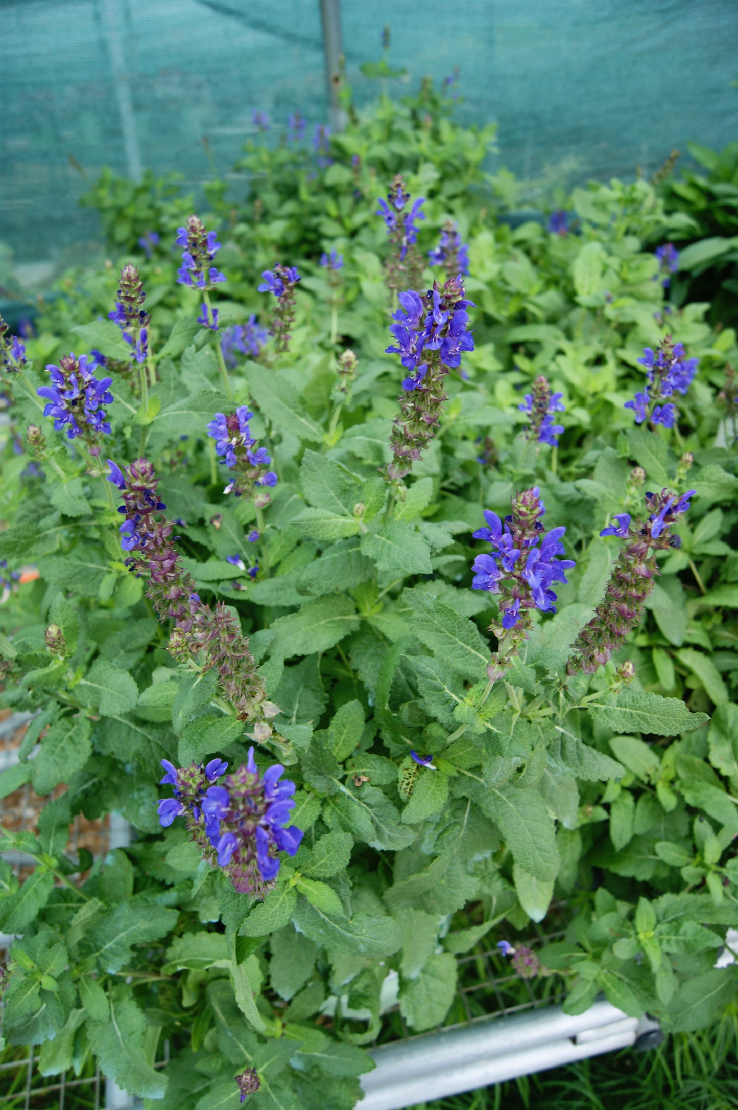 Sage, Woodland/ Meadow Dwarf 'Blue Marvel' (Salvia)