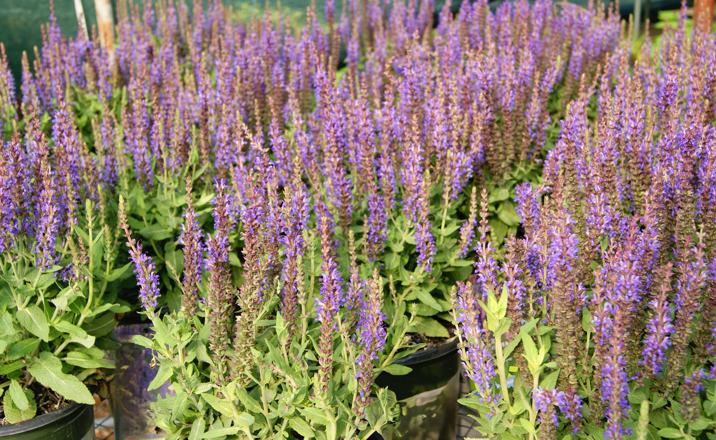 Sage, Woodland/ Meadow Dwarf 'Little Night' (Salvia)