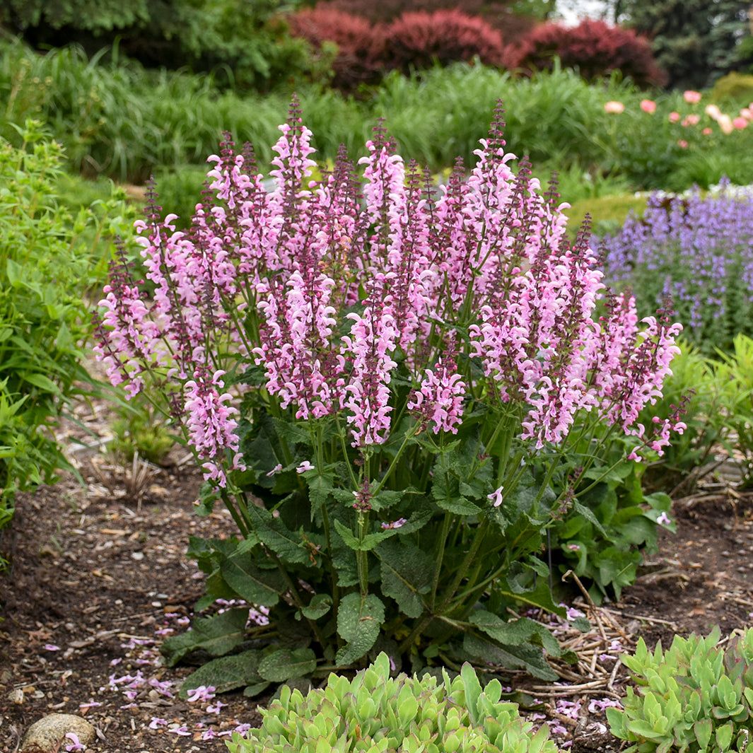 Sage, Clary Meadow 'Ballerina Pink' (Salvia)
