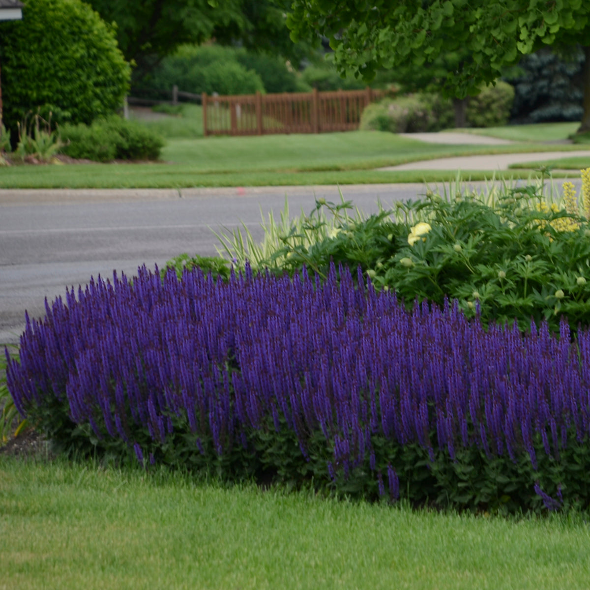 Sage, Woodland/ Meadow Dwarf 'Violet Riot' (Salvia)