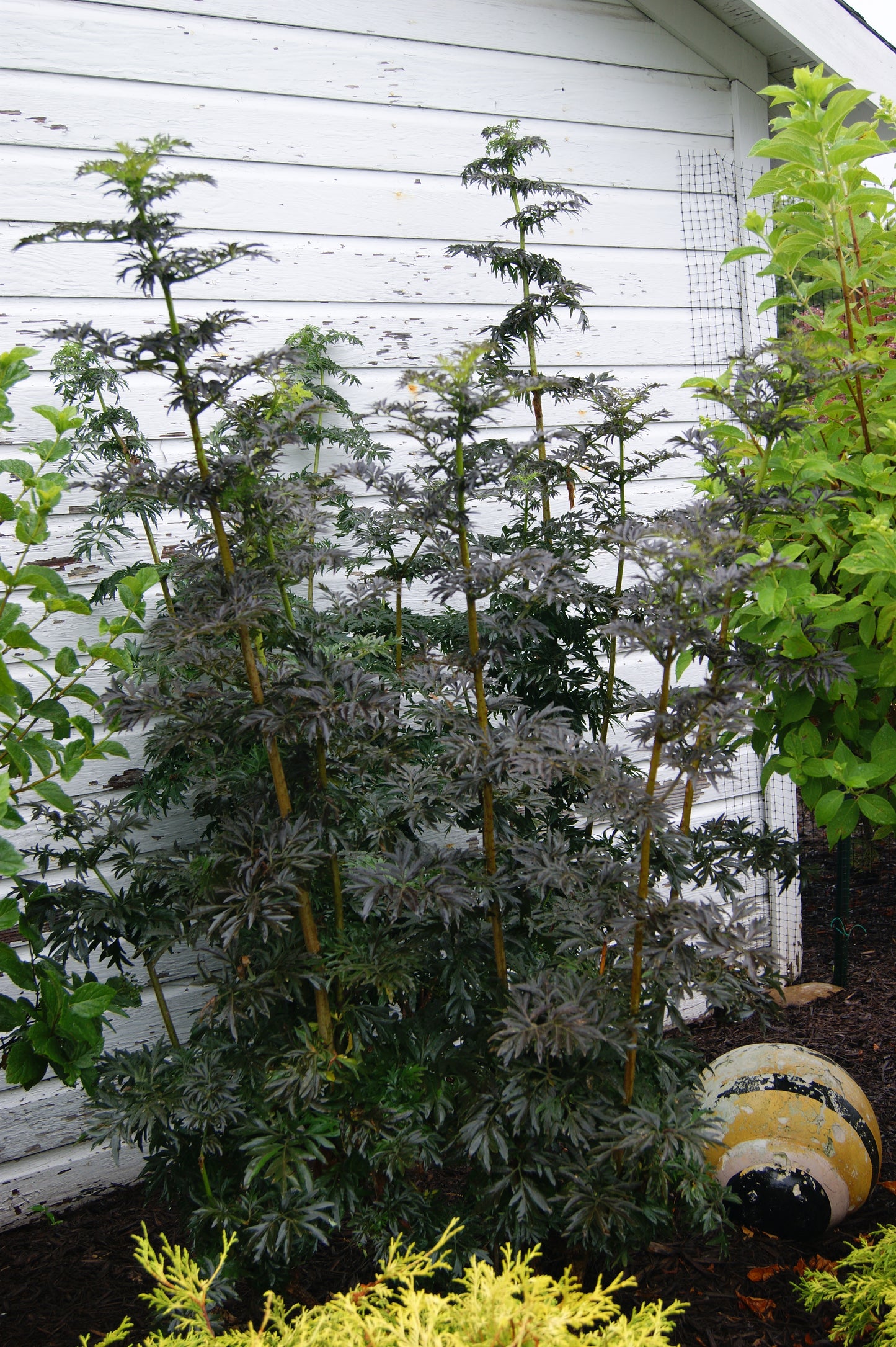 Elderberry, Black 'Black Tower' (Sambucus)