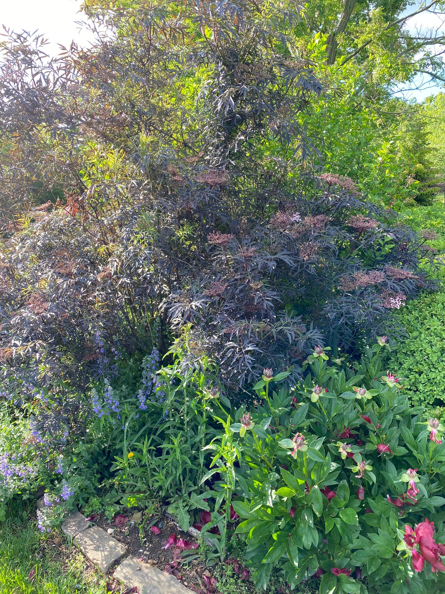 Elderberry, Black 'Black Lace' (Sambucus)