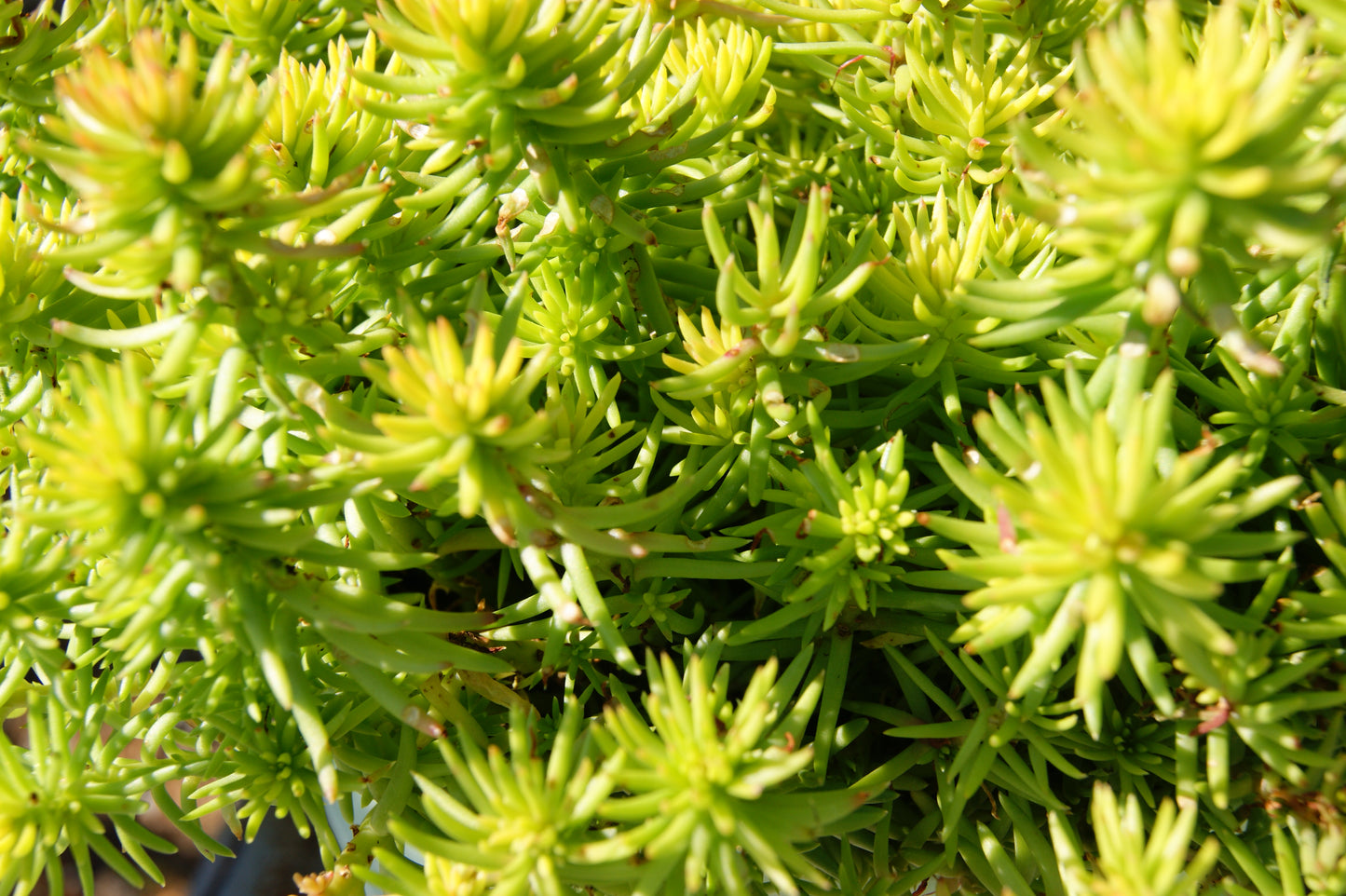 Stonecrop, Reflexed 'Angelina's Teacup'