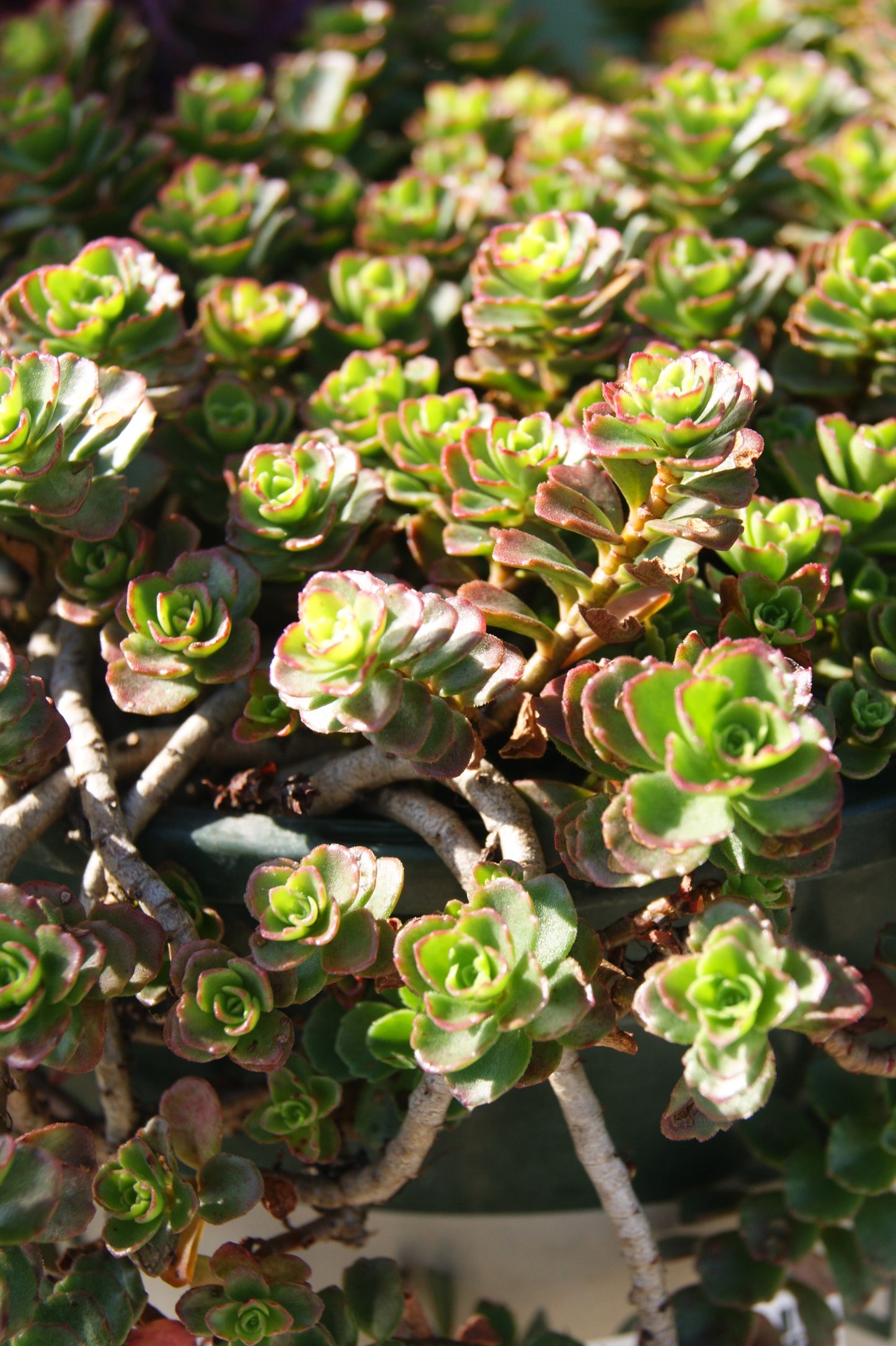 Stonecrop, Caucasian 'Spot On Deep Rose'