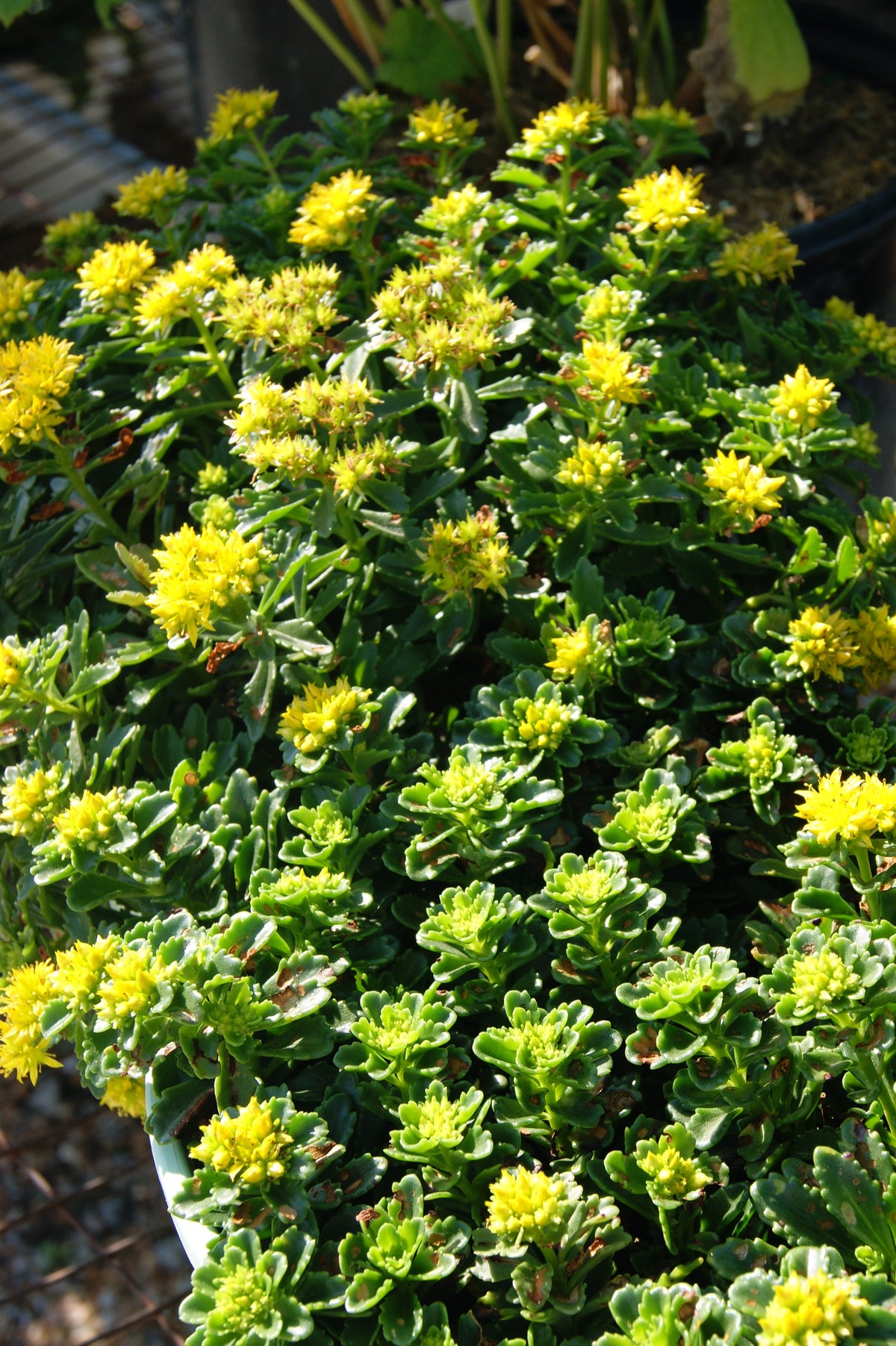 Stonecrop, "Packy" Orange Clump 'Little Miss Sunshine' (Sedum)