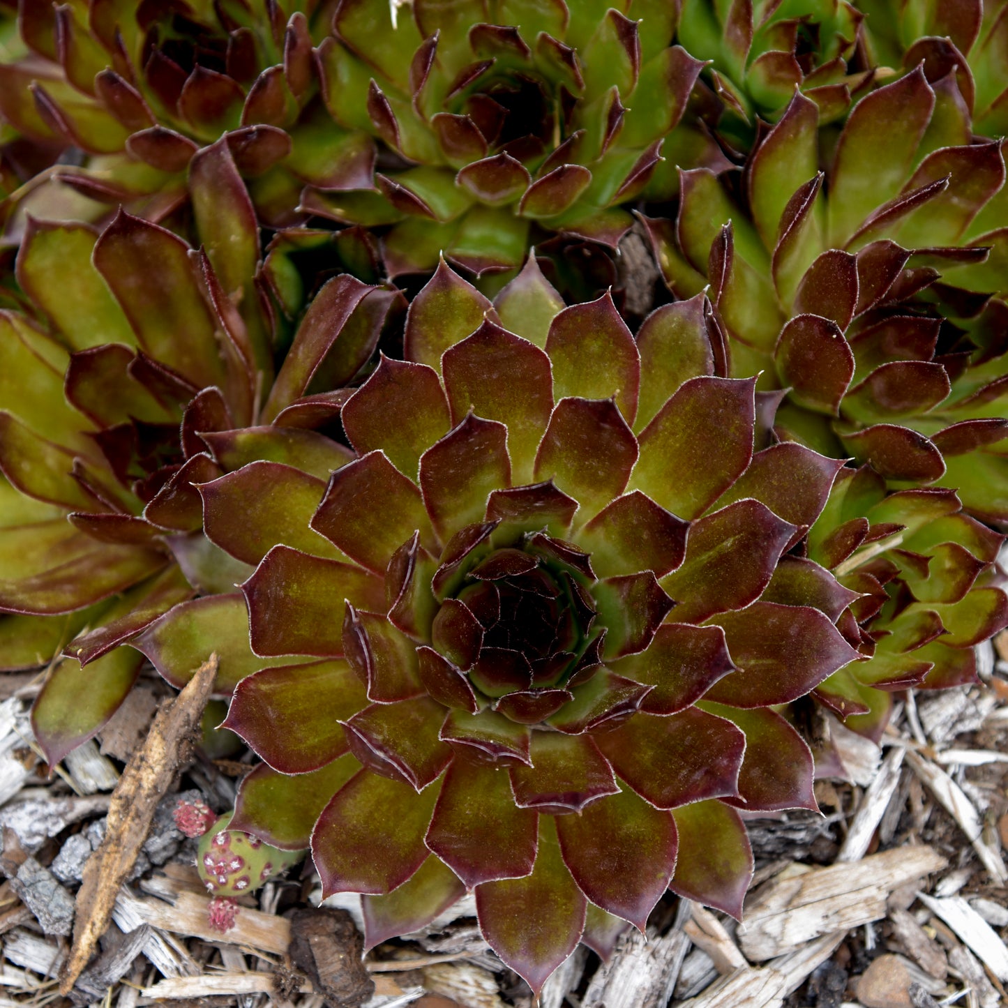 Hens & Chicks, Hardy 'Black' (Sempervivum)