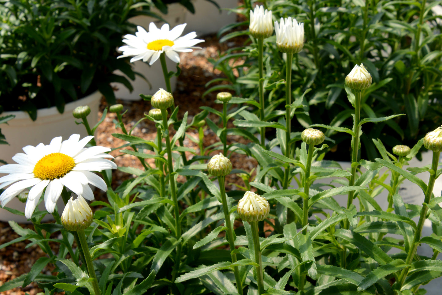 Daisy, Shasta Dwarf 'Snowcap' (Leucanthemum)