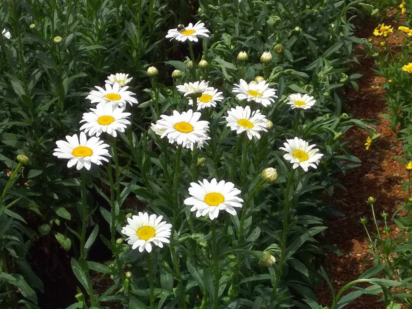 Daisy, Shasta 'Becky' (Leucanthemum)