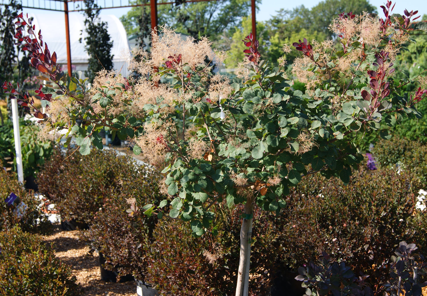 Smokebush, Dwarf 'Dusky Maiden' (Cotinus) Patio Tree
