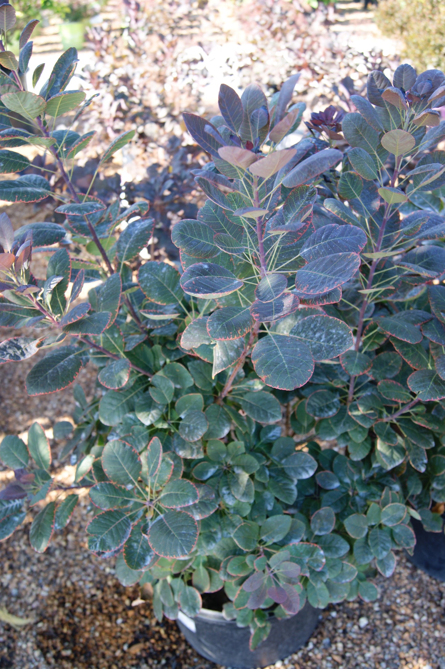 Smokebush, Purple 'Royal Purple' (Cotinus) Multi-Trunk