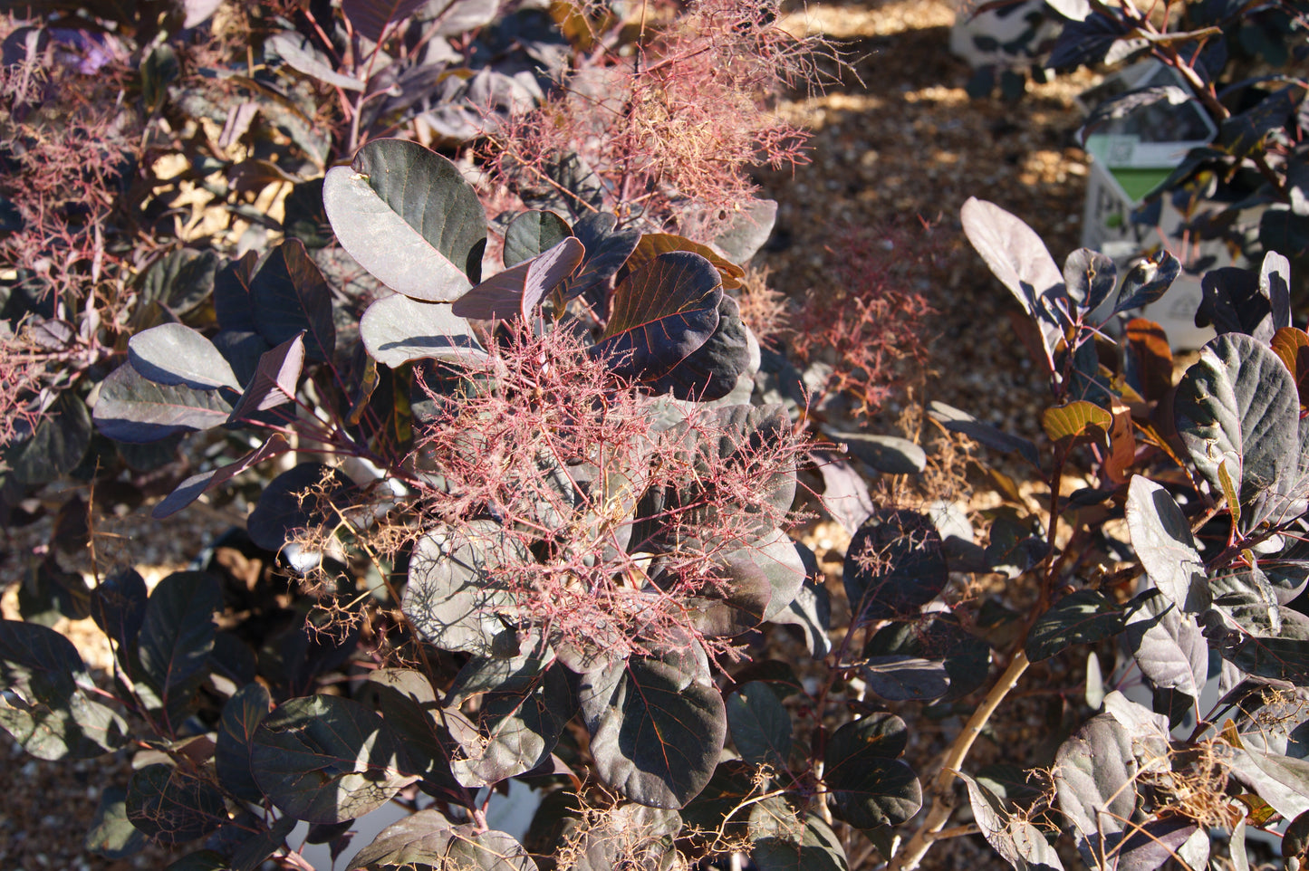Smokebush, Purple 'Winecraft Black' (Cotinus)