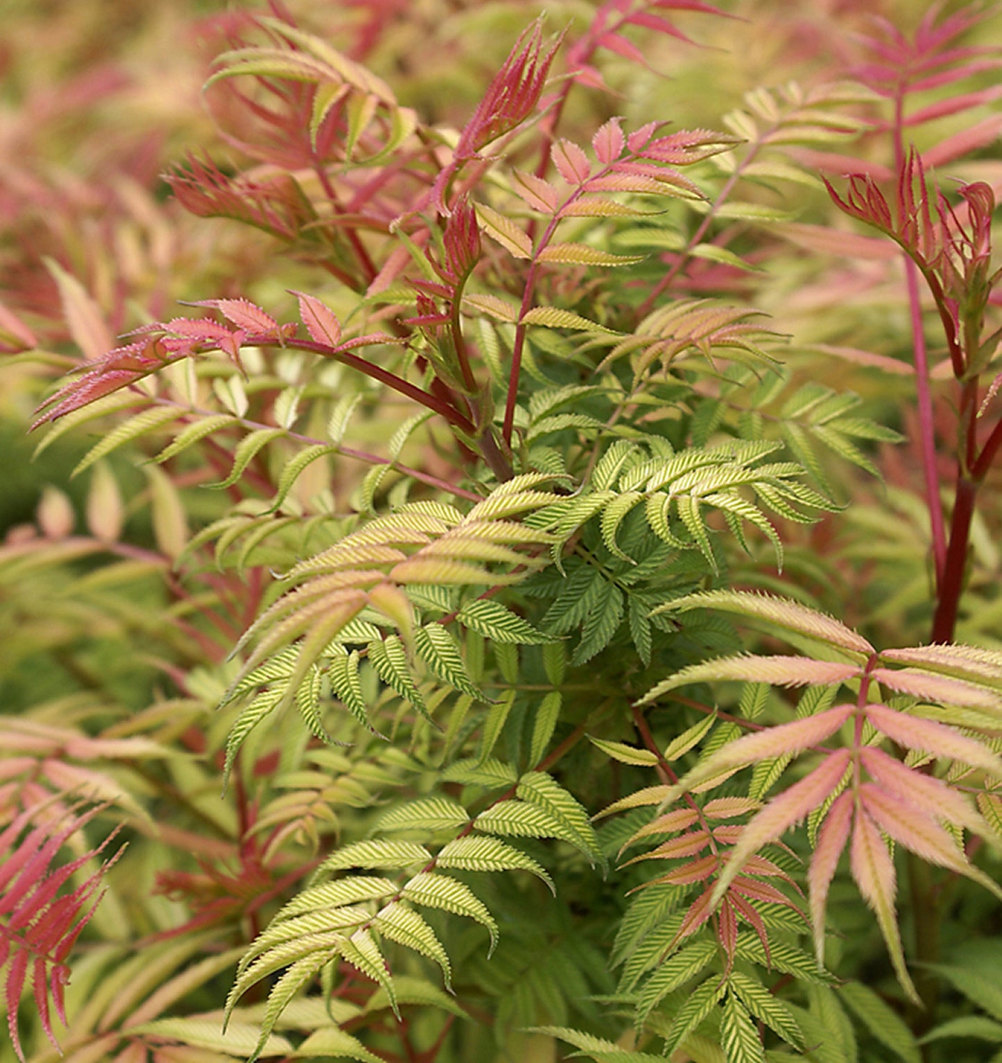 False Spirea 'Sem' (Sorbaria)