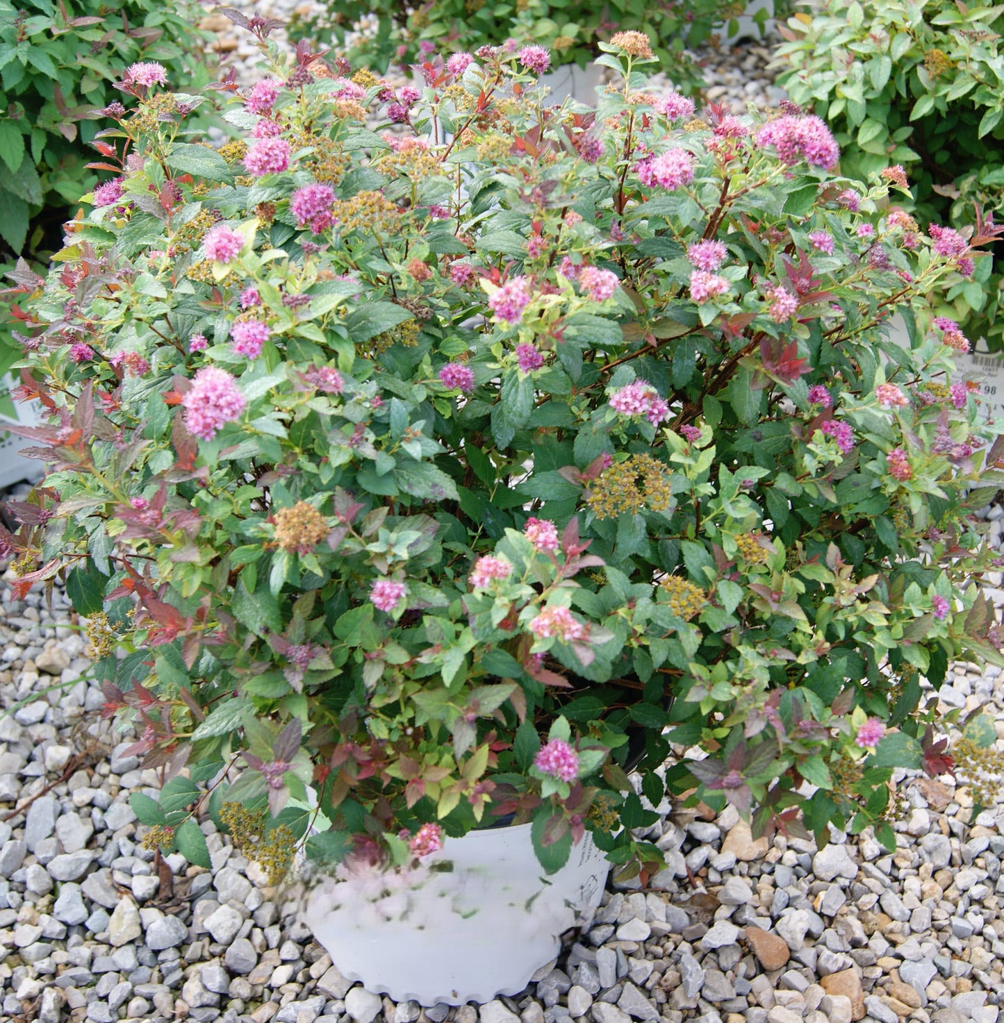 Spirea / Meadowsweet, Japanese 'Double Play Artisan' (Spiraea)