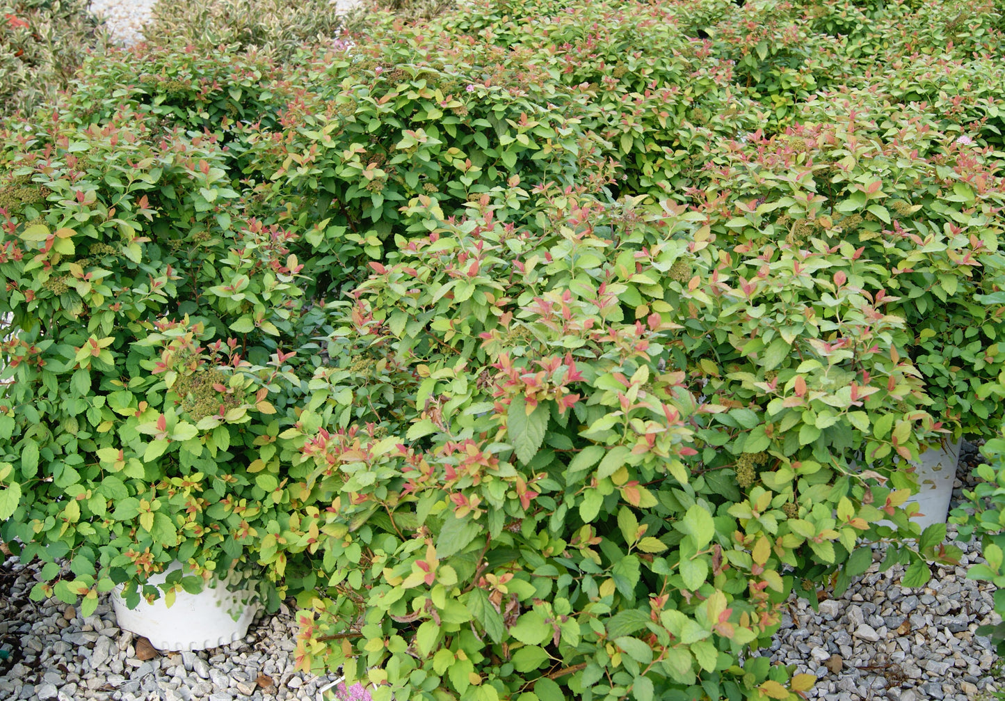 Spirea / Meadowsweet, Japanese 'Double Play Big Bang' (Spiraea)