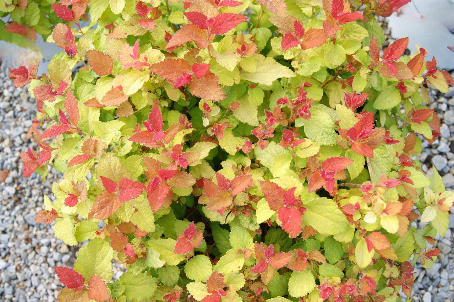 Spirea / Meadowsweet, Japanese 'Double Play Candy Corn' (Spiraea)