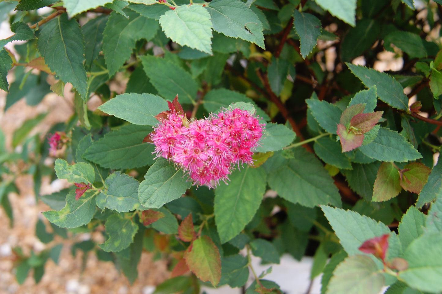 Spirea / Meadowsweet, Japanese 'Double Play Doozie' (Spiraea)