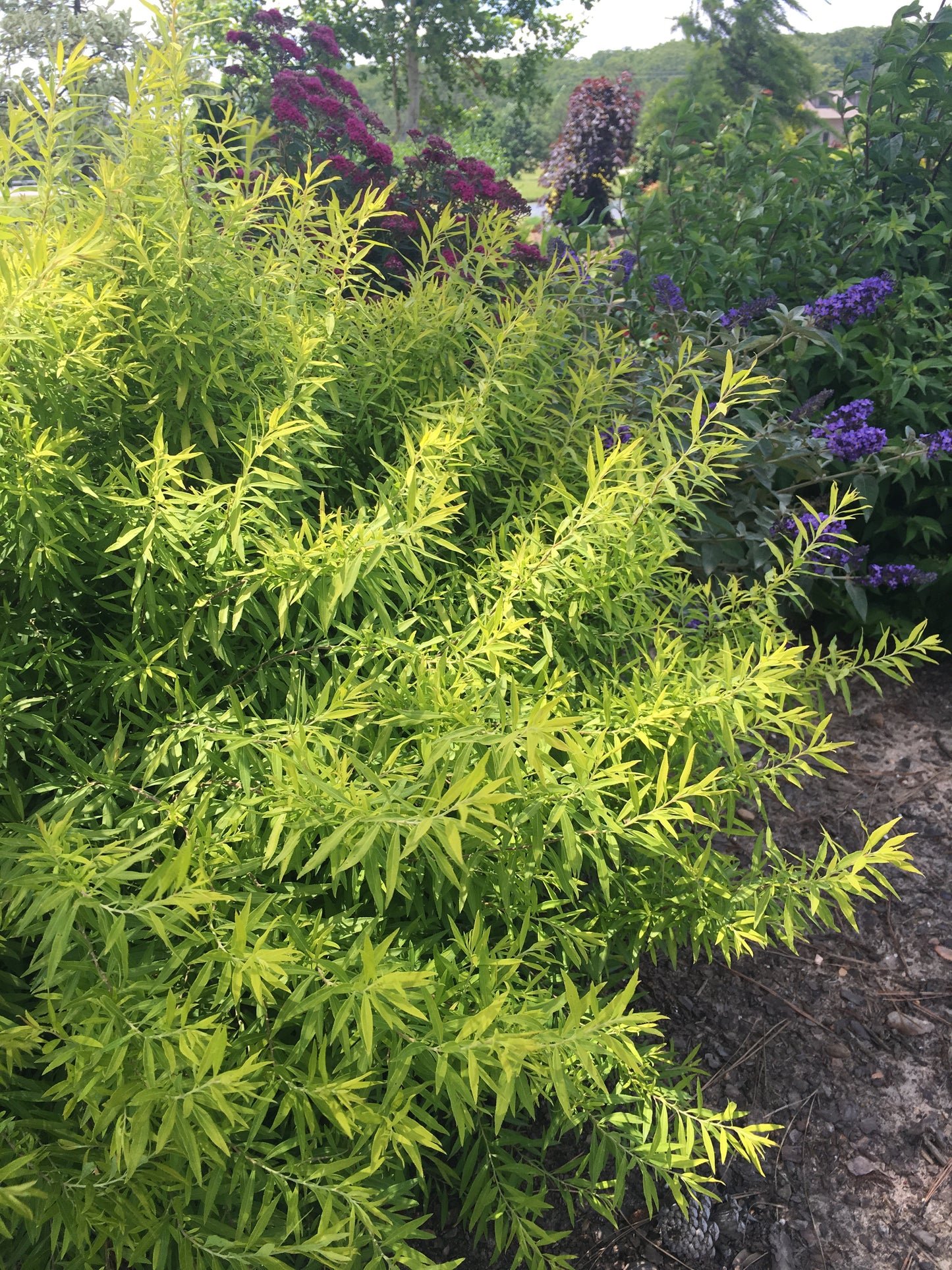 Spirea / Meadowsweet, Willow-Leaf 'Gold Thread' (Spiraea)