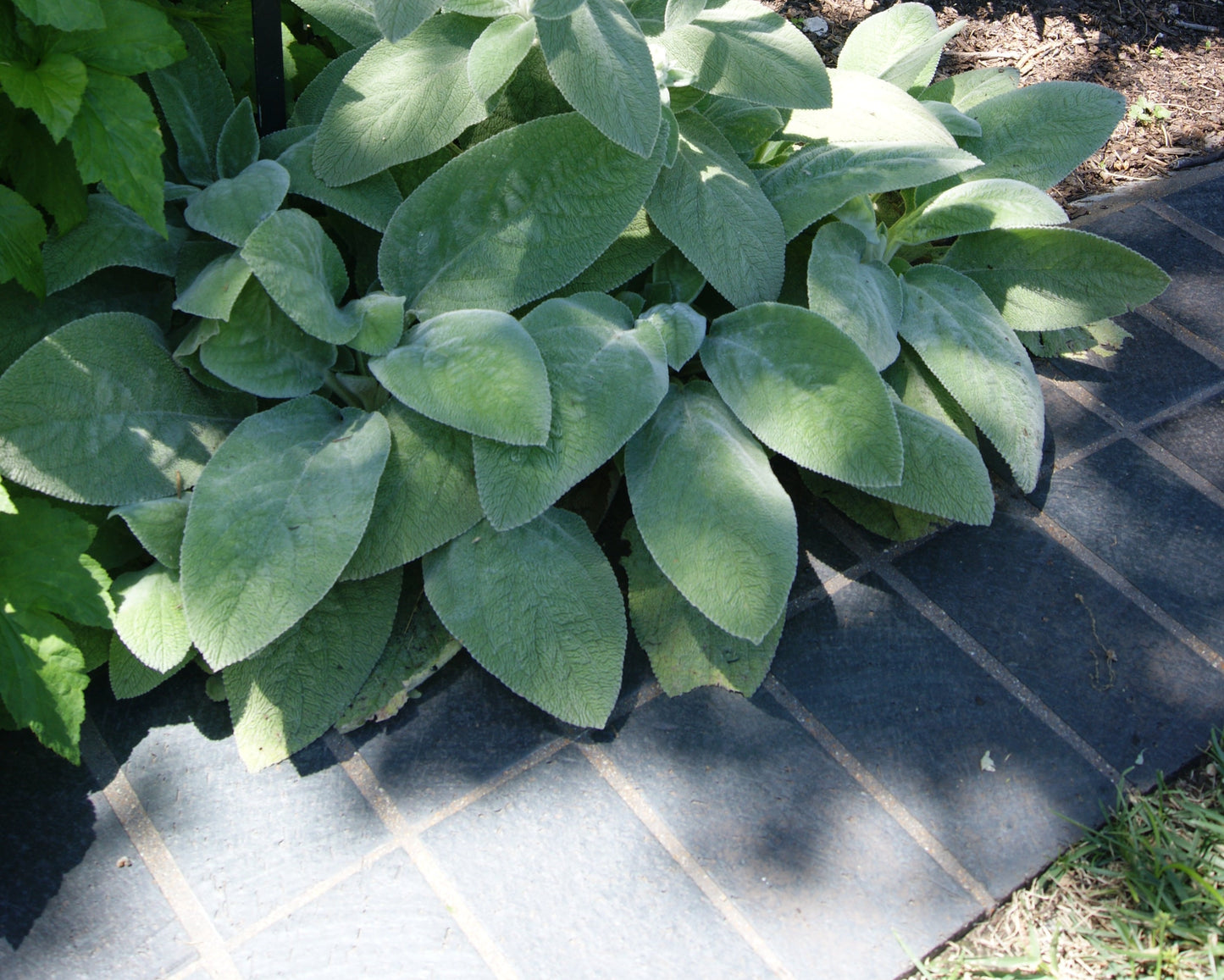 Lamb's Ear/ Big Ears 'Big Ears' (Stachys)