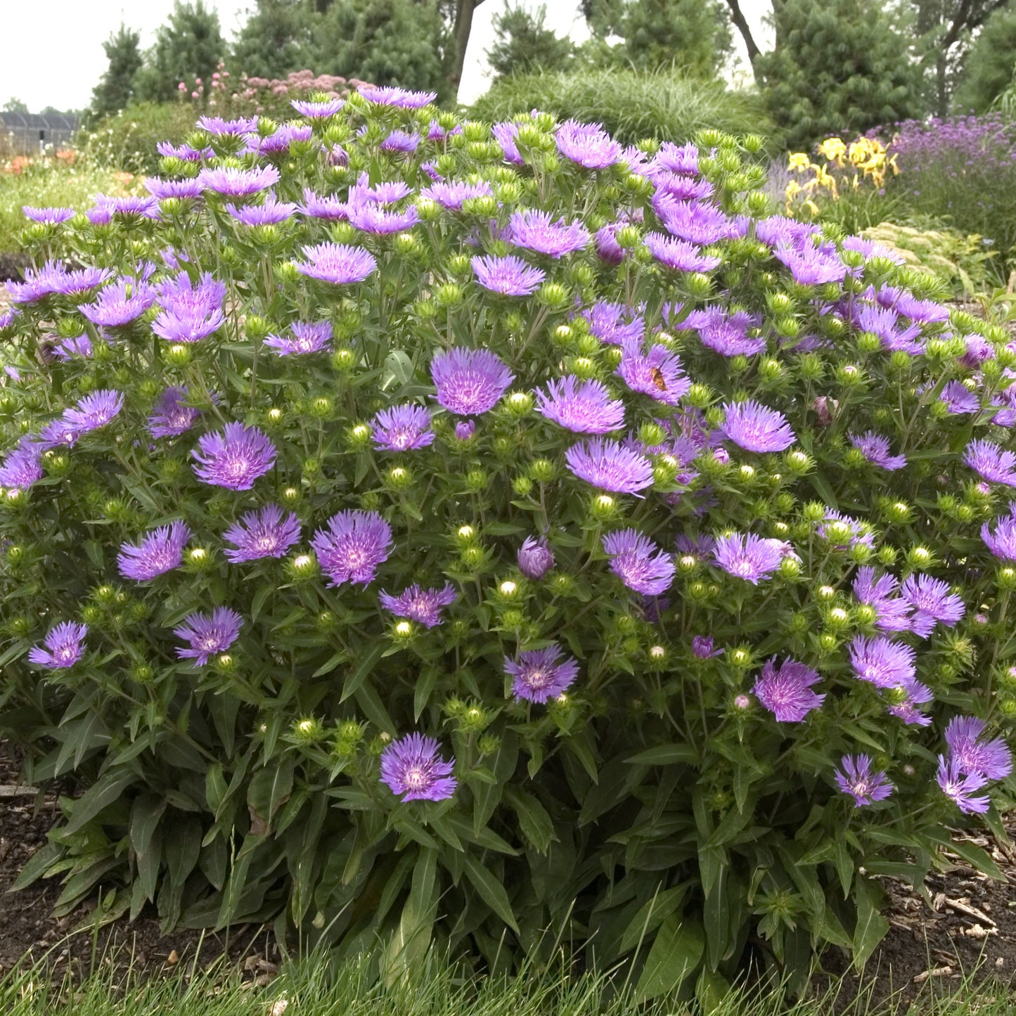 Stokes' Aster 'Peachie's Pick' (Stokesia)