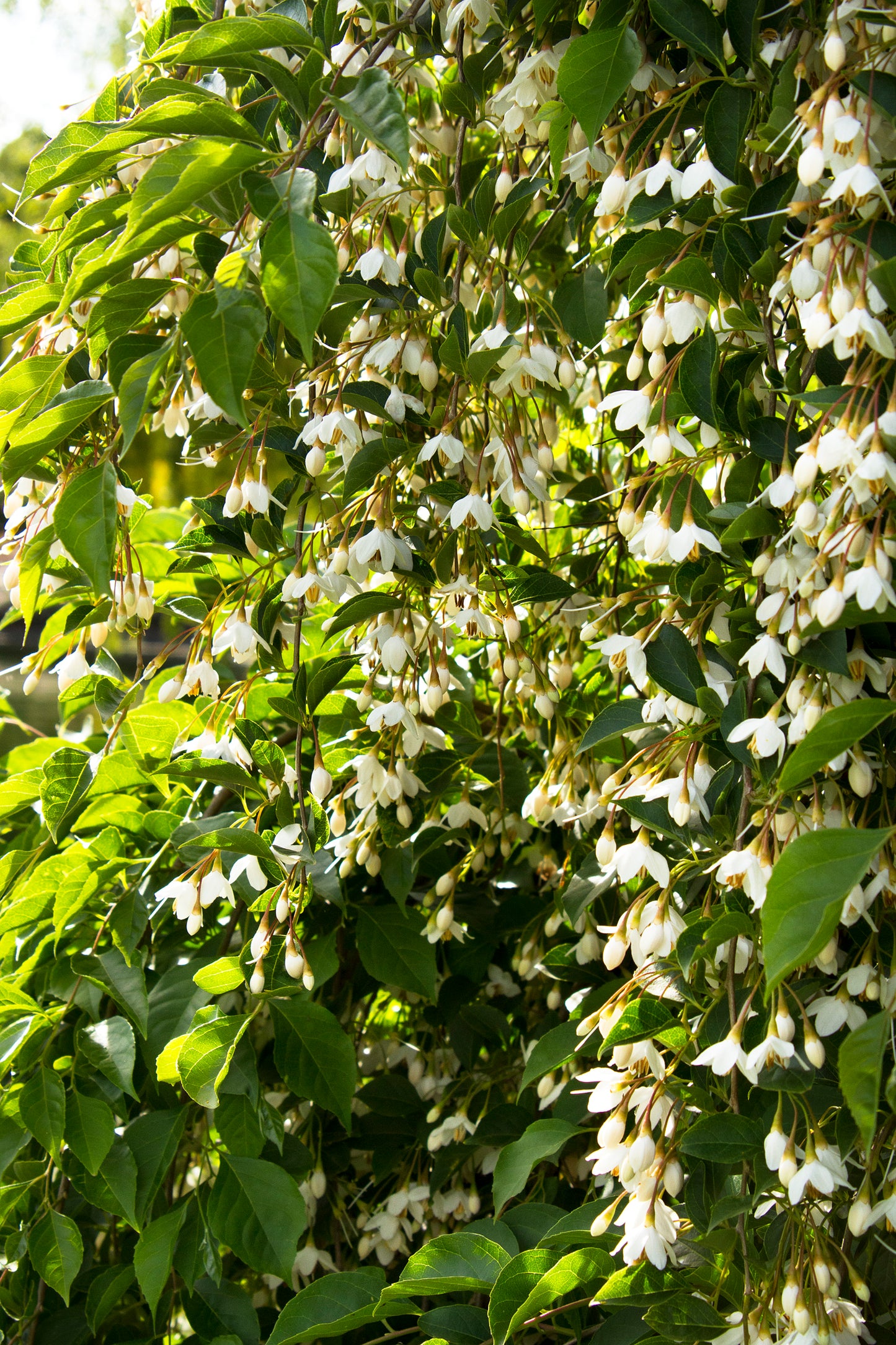 Snowbell, Japanese (Styrax)
