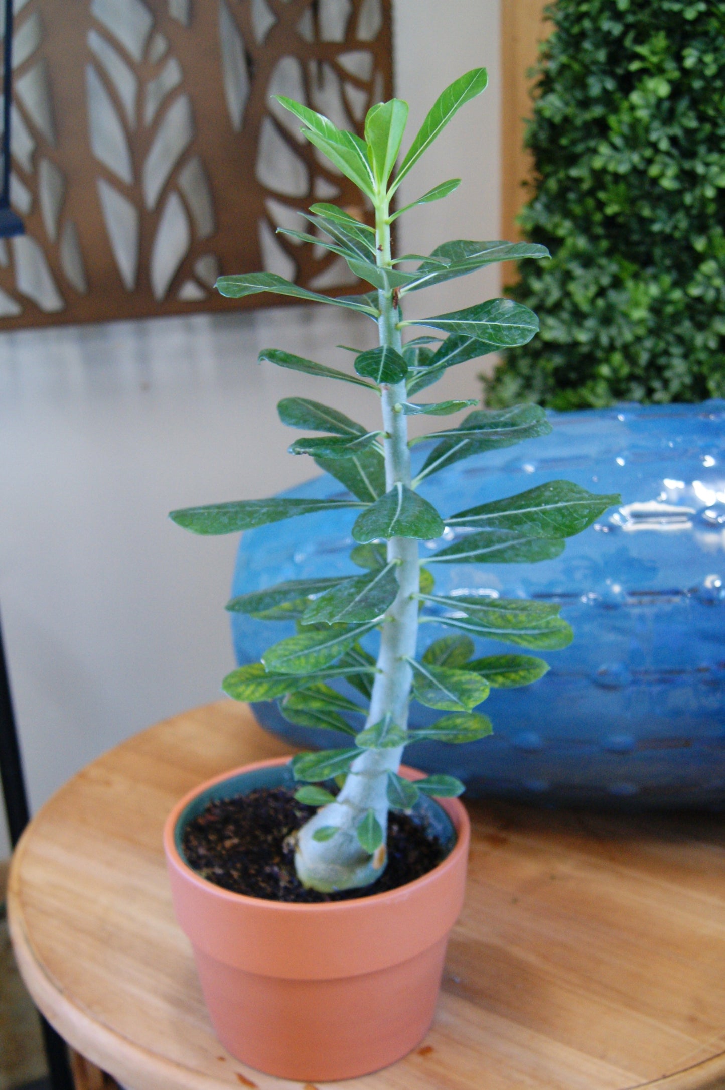 Desert Rose, Assorted (Adenium)