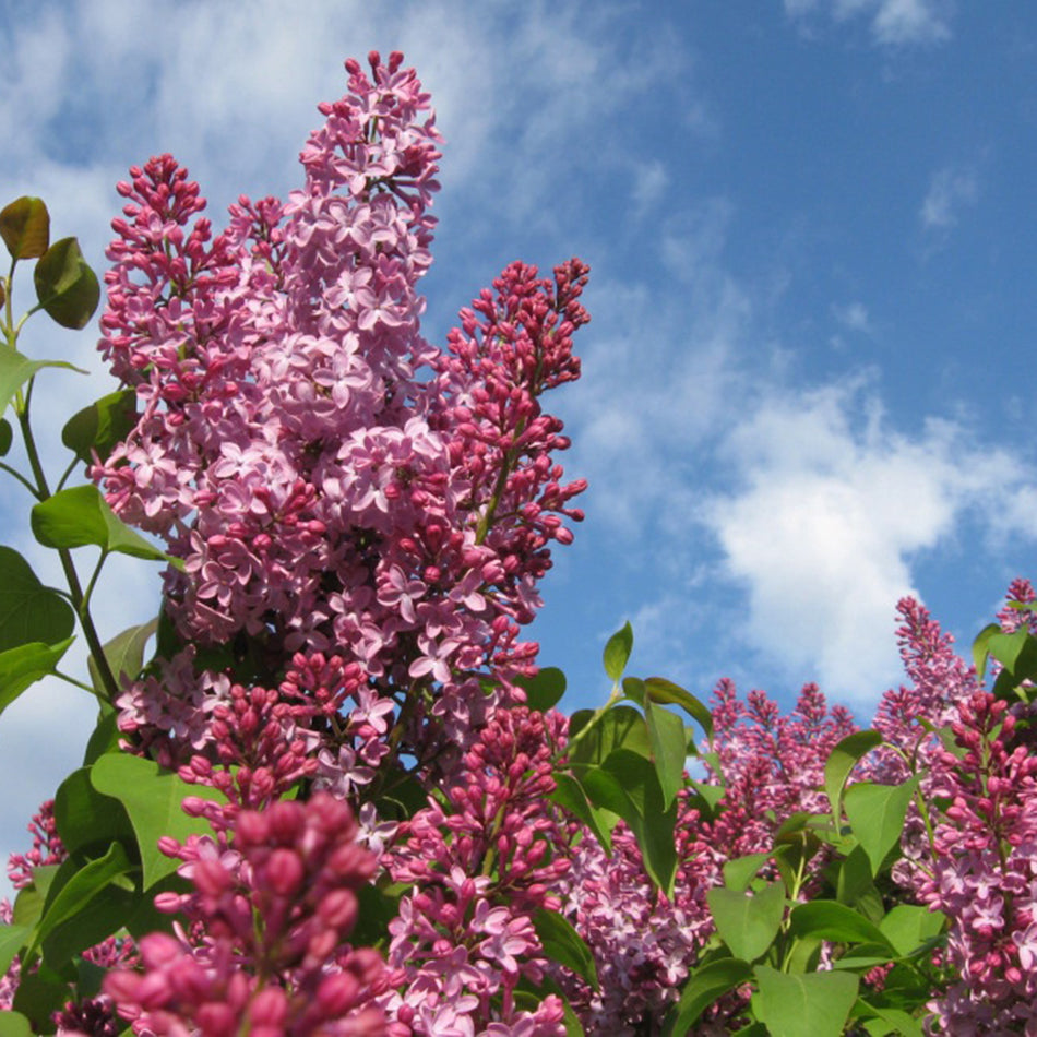 Lilac, Korean / Manchurian Cross 'Crimson Doll' (Syringa)