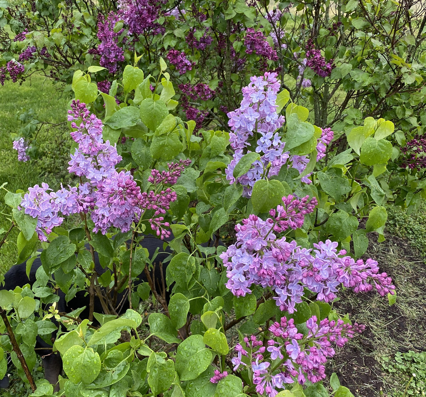 Lilac, Canadian Fragrant 'Declaration' (Syringa)