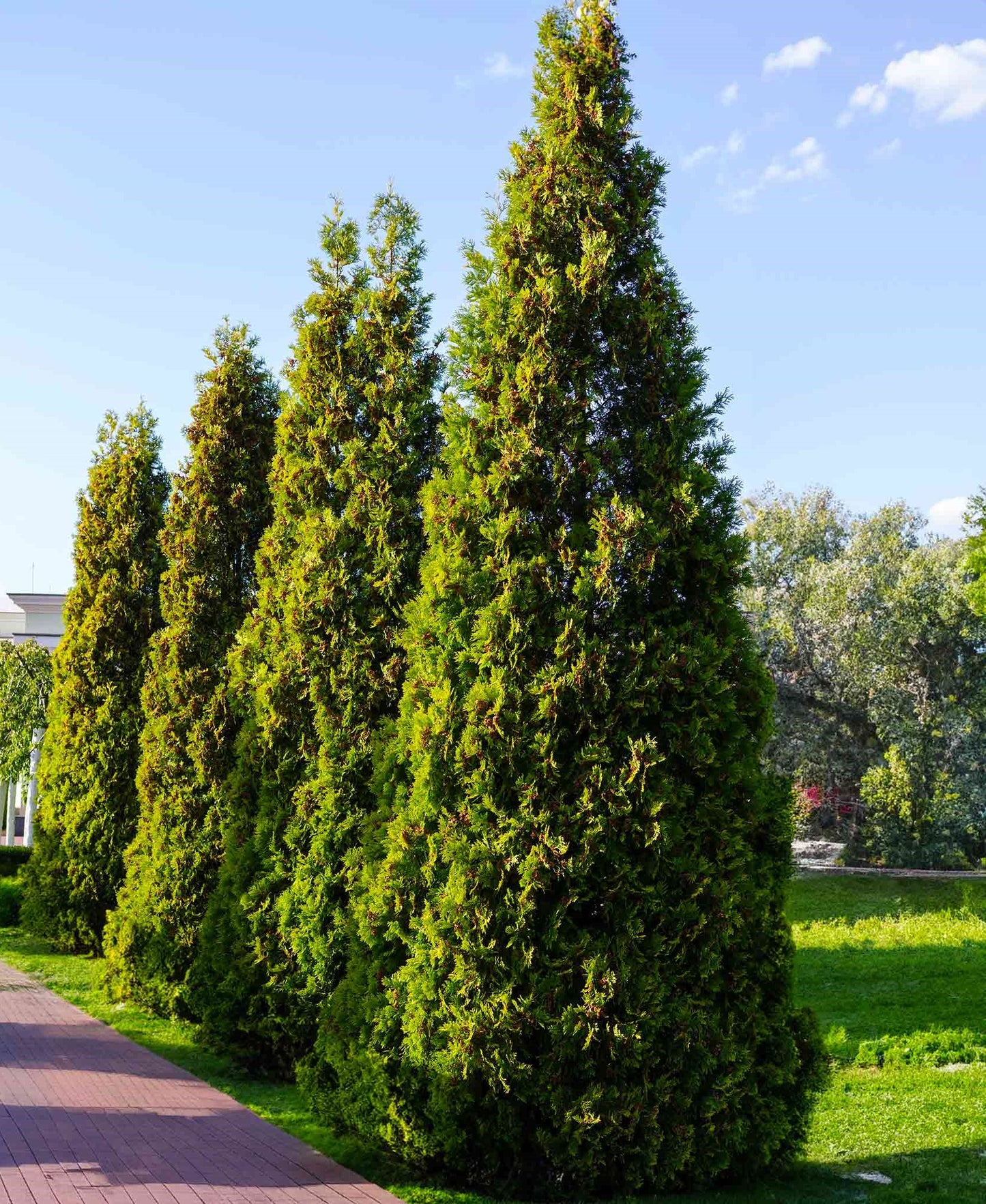 Arborvitae, Western Red Cedar Upright 'Virginian' (Thuja)
