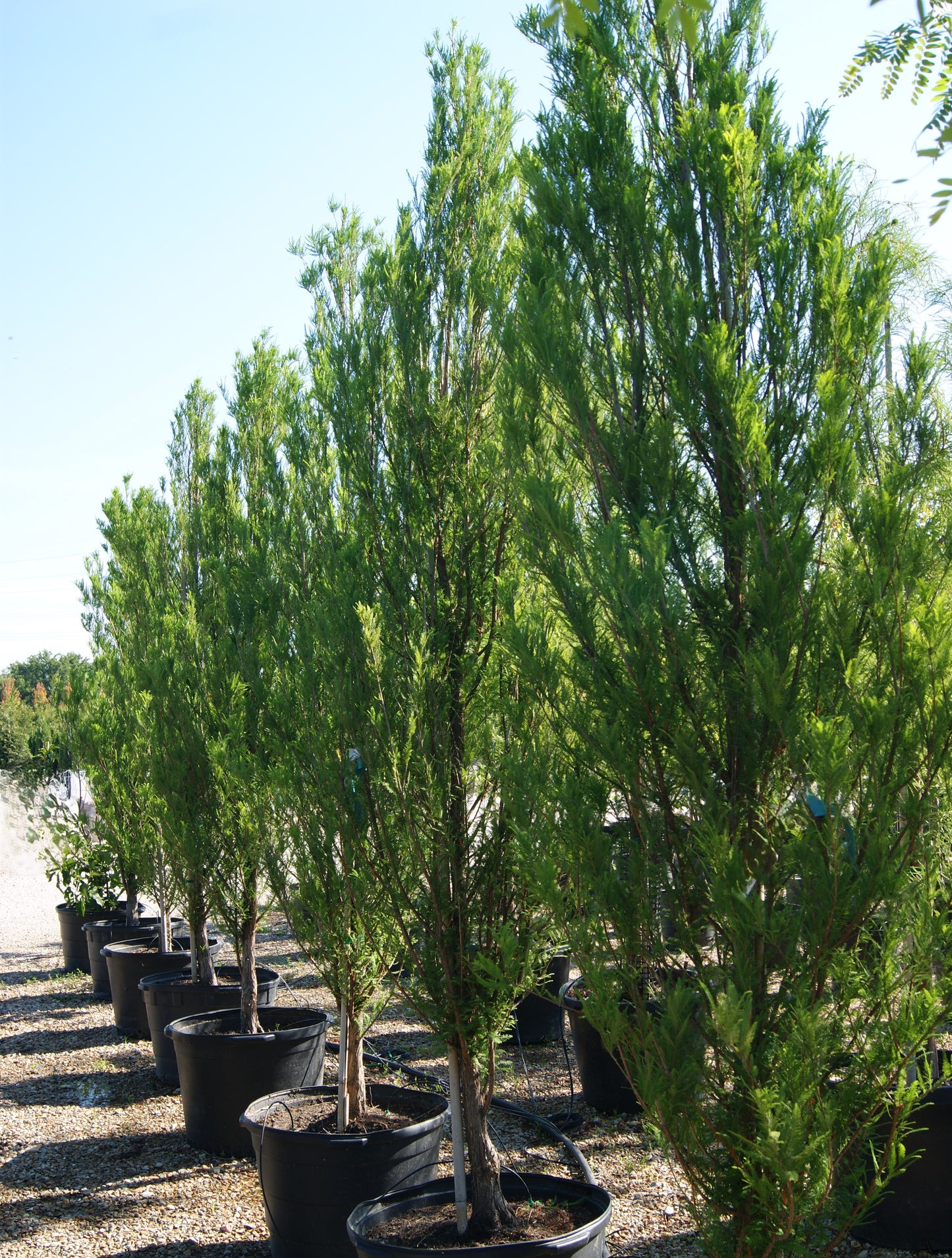 Cypress, Bald Common 'Skyward' (Taxodium)