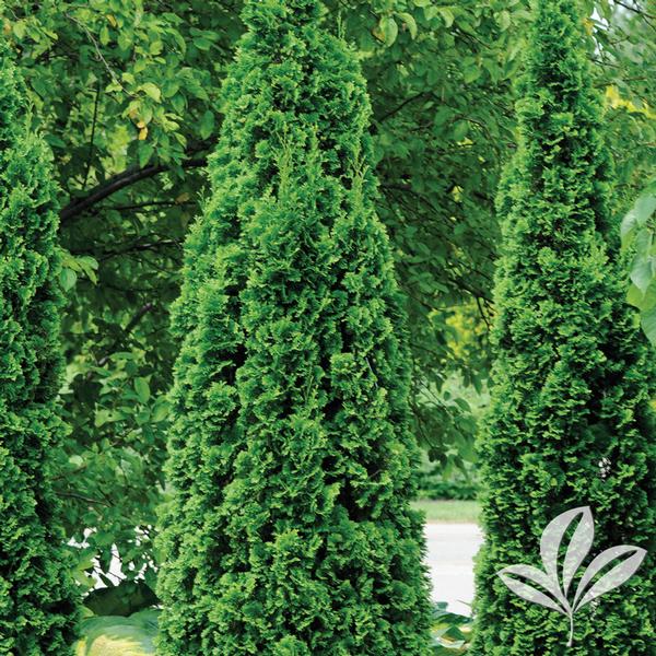 Arborvitae, Eastern North Pole 'Art Boe' (Thuja)