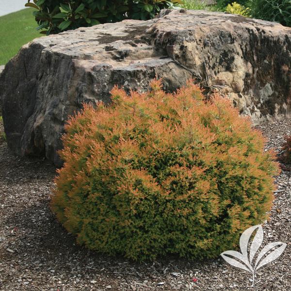 Arborvitae, Eastern Globe 'Fire Chief' (Thuja)