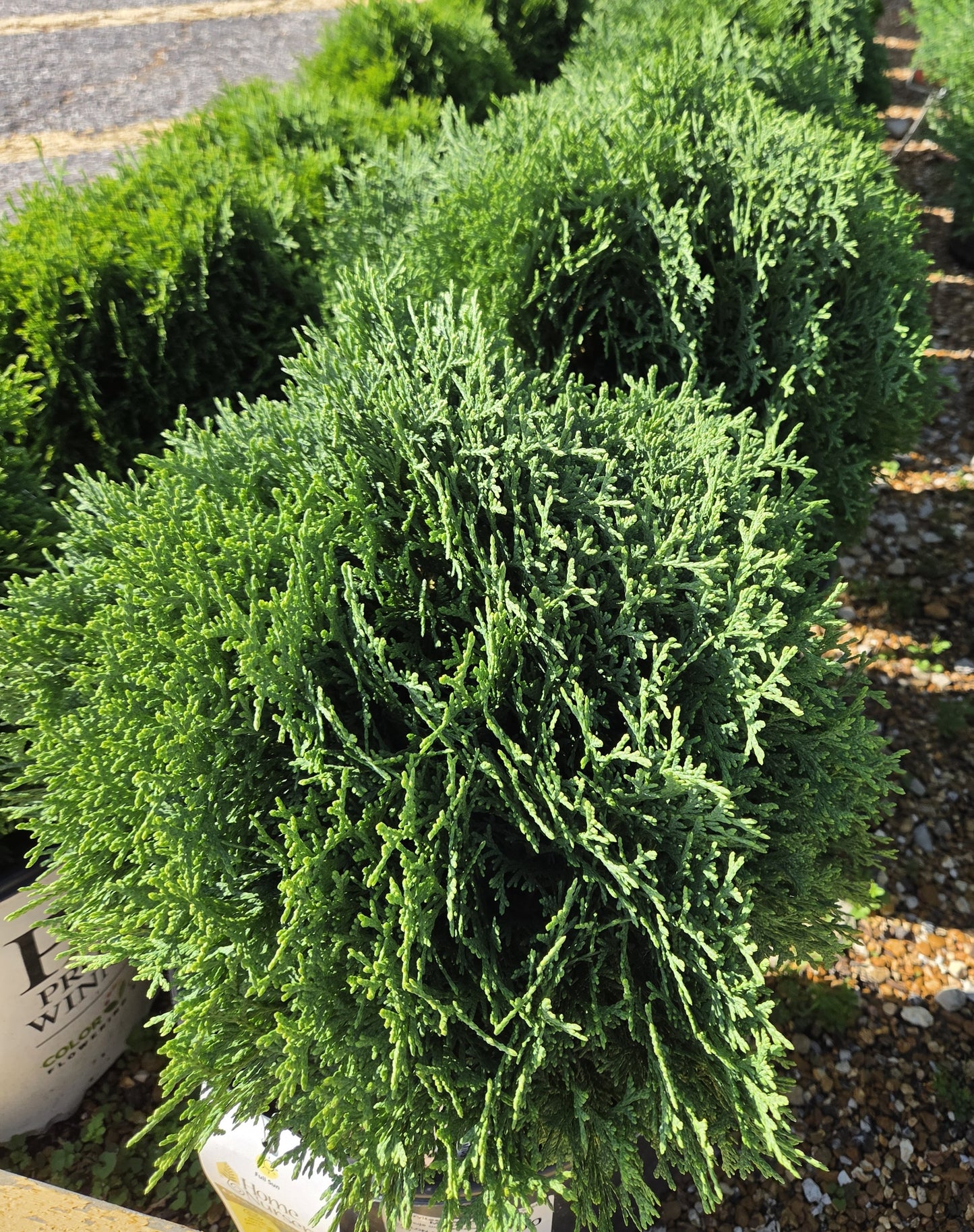 Arborvitae, Eastern Globe 'Hetz Midget' (Thuja)