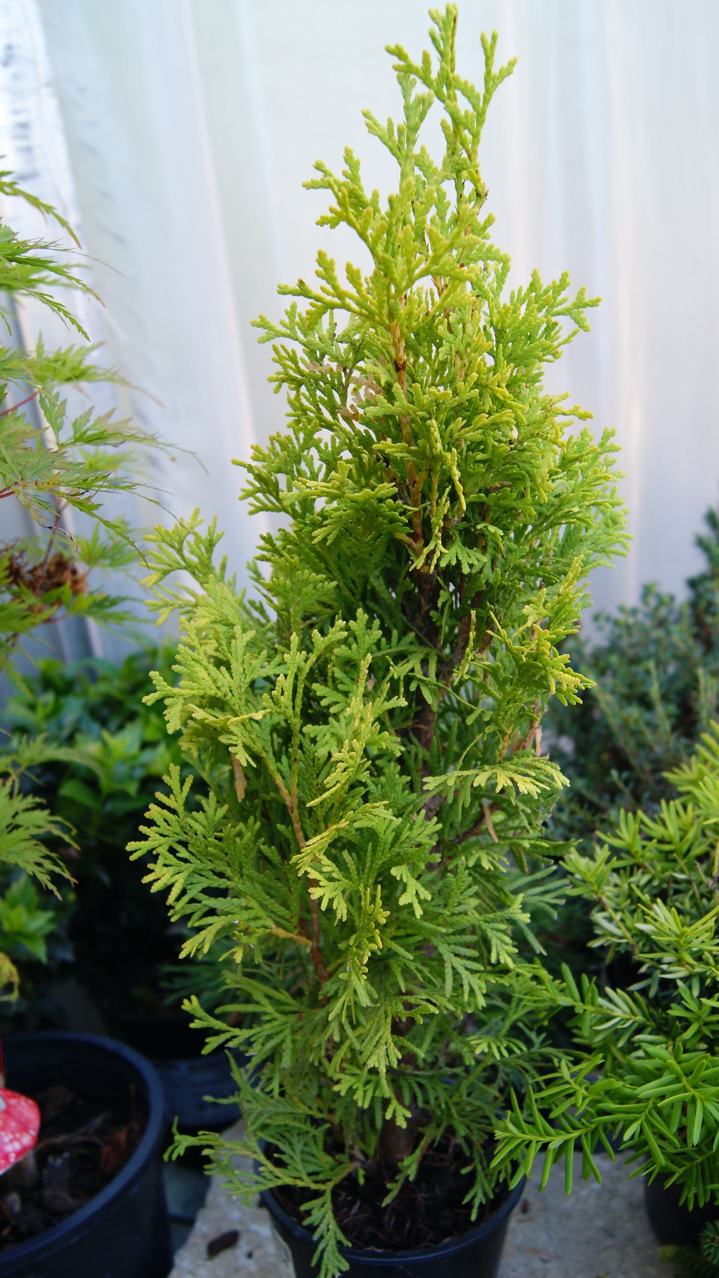 Arborvitae, Eastern Columnar 'Jantar' (Thuja)