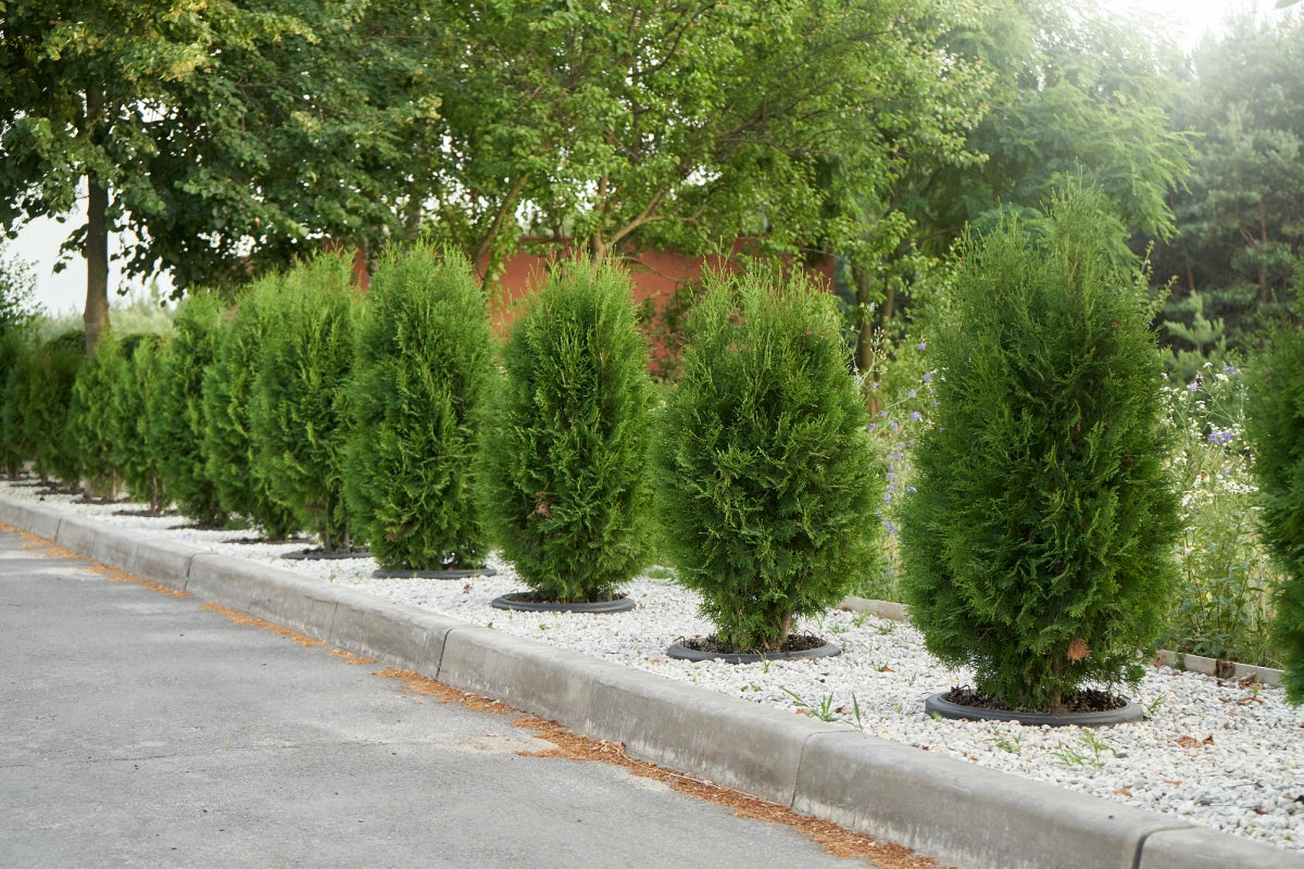 Arborvitae, Western Red Cedar Dwarf Upright 'Leprechaun' (Thuja)
