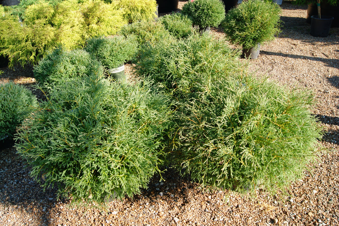 Arborvitae, Eastern Globe 'Mr. Bowling Ball' (Thuja)