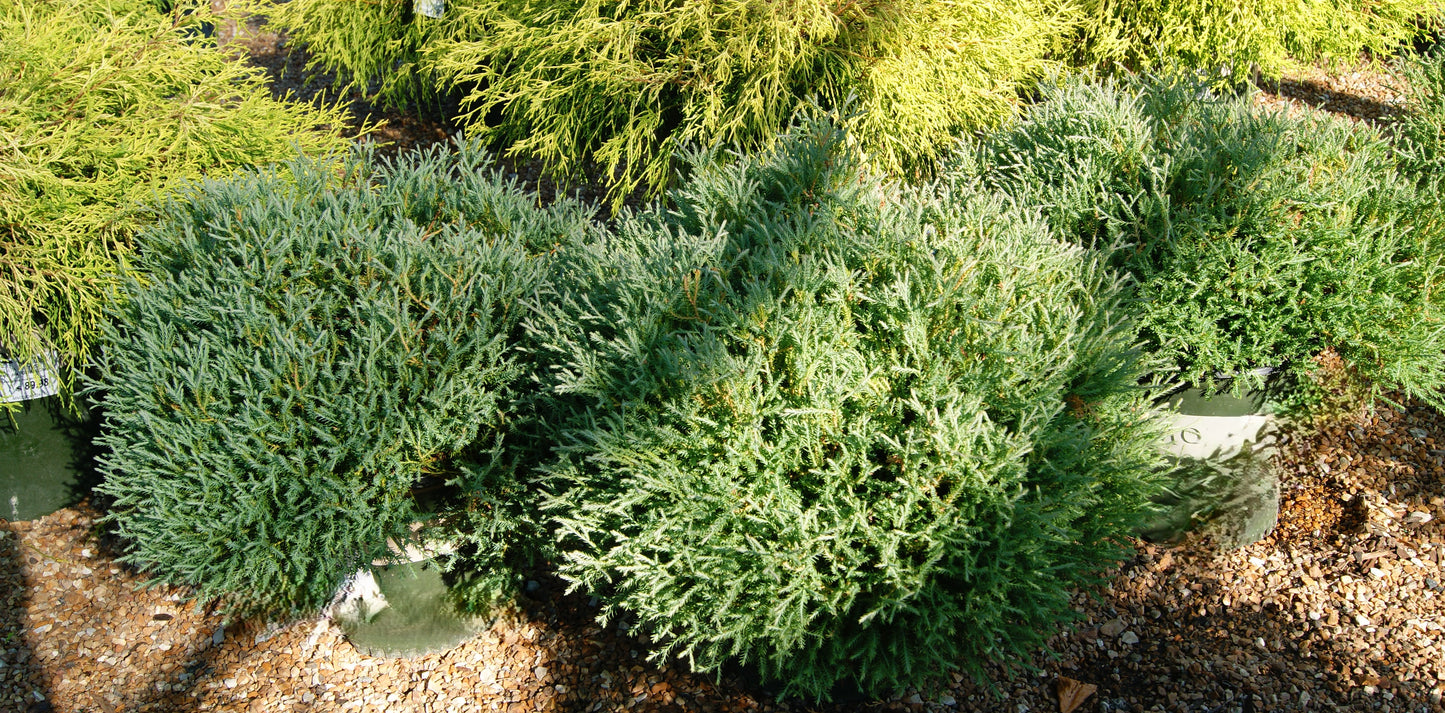 Arborvitae, Eastern Globe 'Pancake' (Thuja)