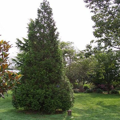Arborvitae, Western Red Cedar Upright 'Steeplechase' (Thuja)