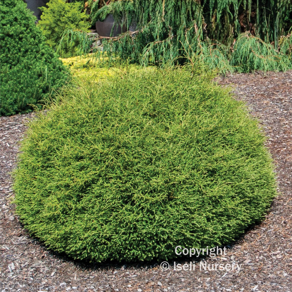thuja occ mr bowling ball Arborvitae, Eastern Globe 'Mr. Bowling Ball' (Thuja) – Passiglia Landscape,  Nursery & Garden Center