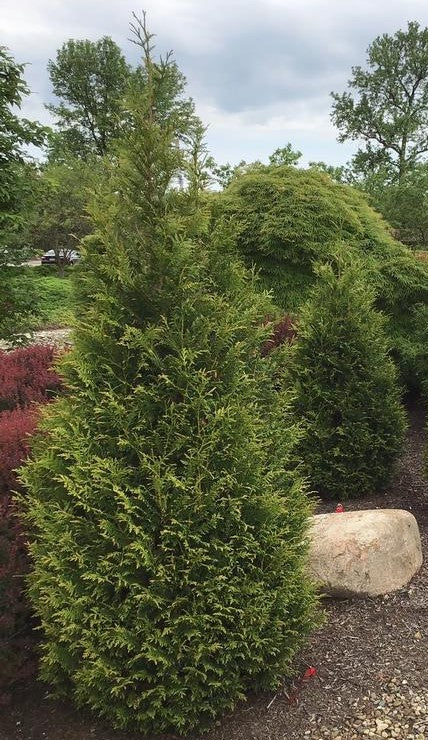 Arborvitae, Western Red Cedar Upright 'Northern Spire' (Thuja)