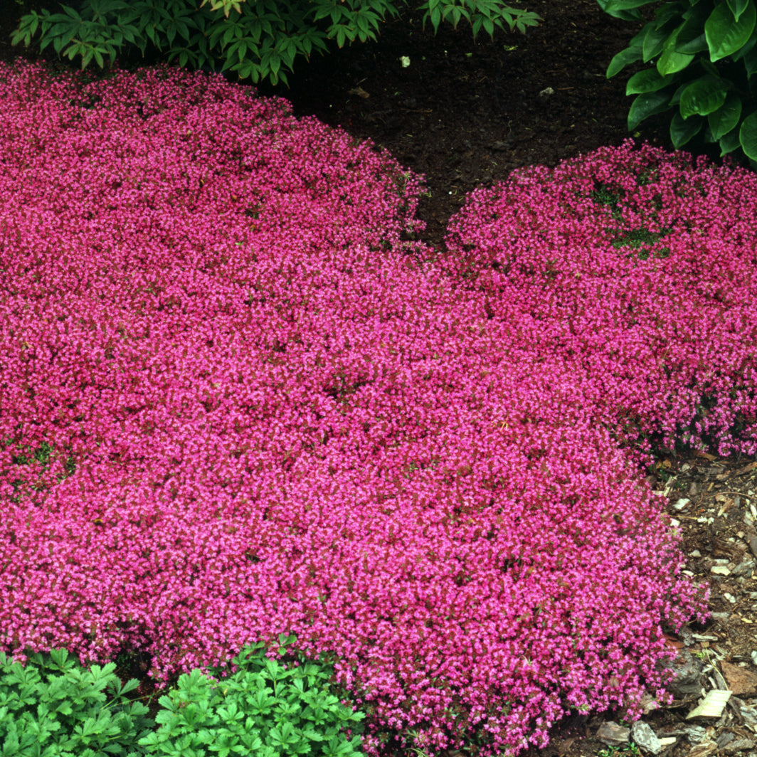 Thyme, Red Creeping (Thymus)