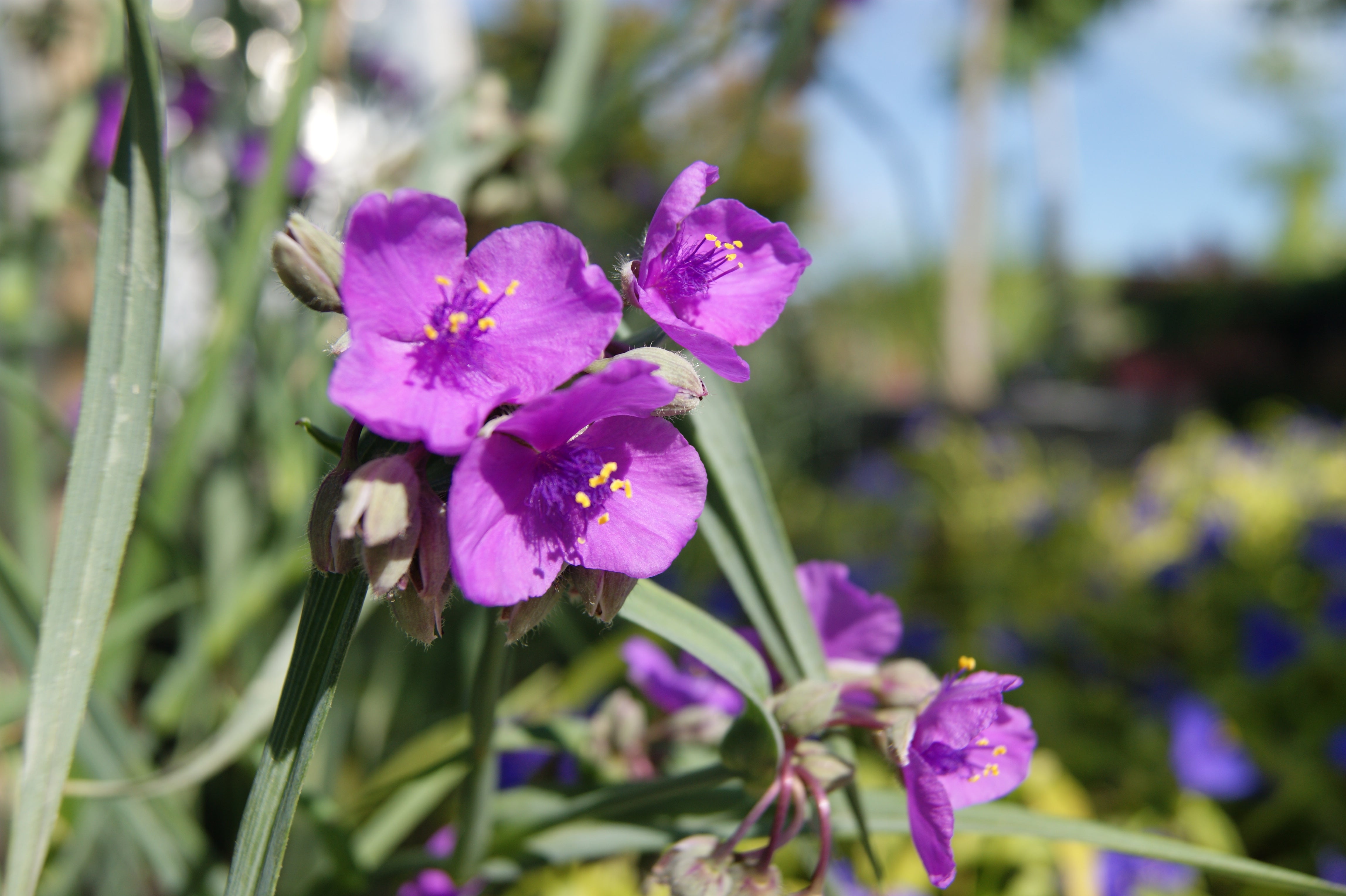 Spiderwort/ Spider Lily 'Concord Grape' (Tradescantia) – Passiglia