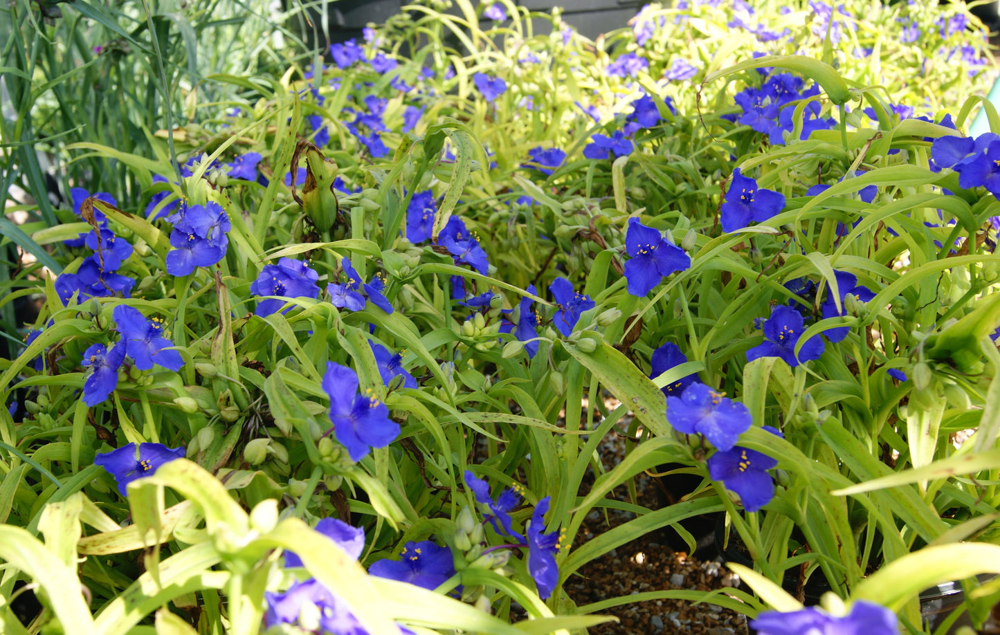 Spiderwort 'Sweet Kate' (Tradescantia)