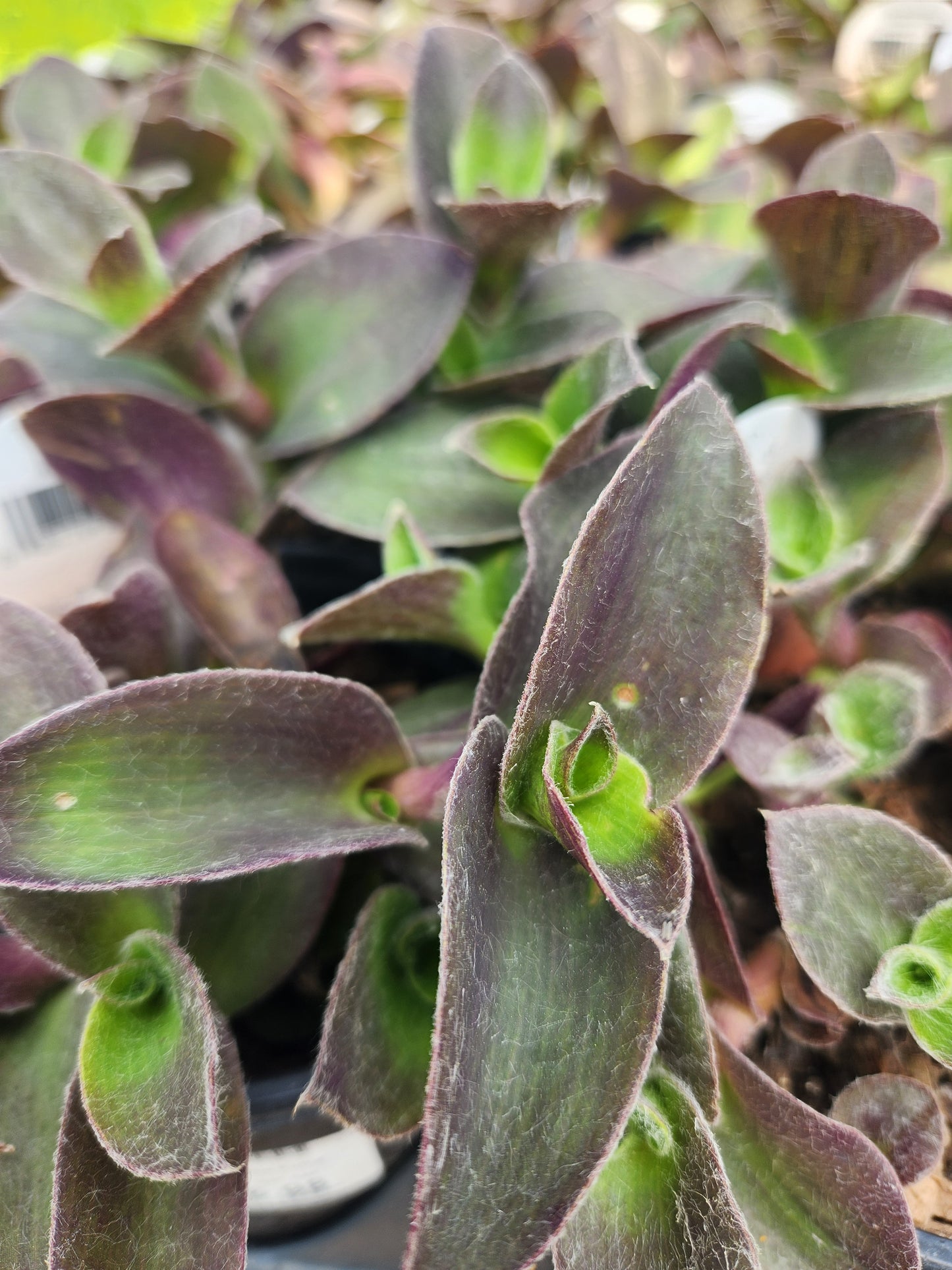 Purple Heart / Moses-in-a-Boat 'Pale Puma' (Tradescantia)