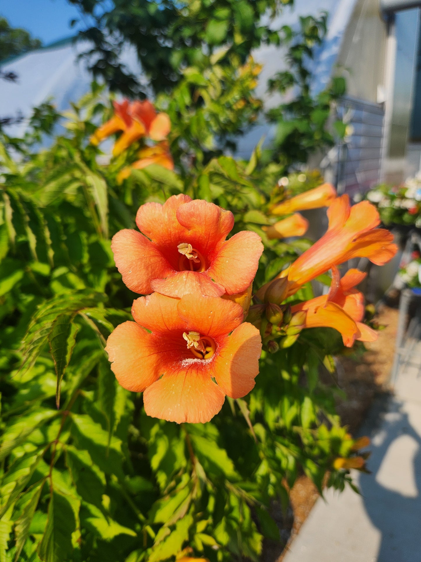 Vine, Trumpet 'Tango' (Campsis) Patio Tree