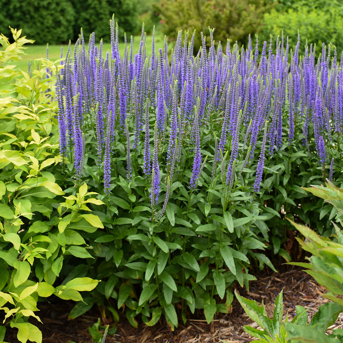 Speedwell, Spiked 'Blue Skywalker' (Veronica)