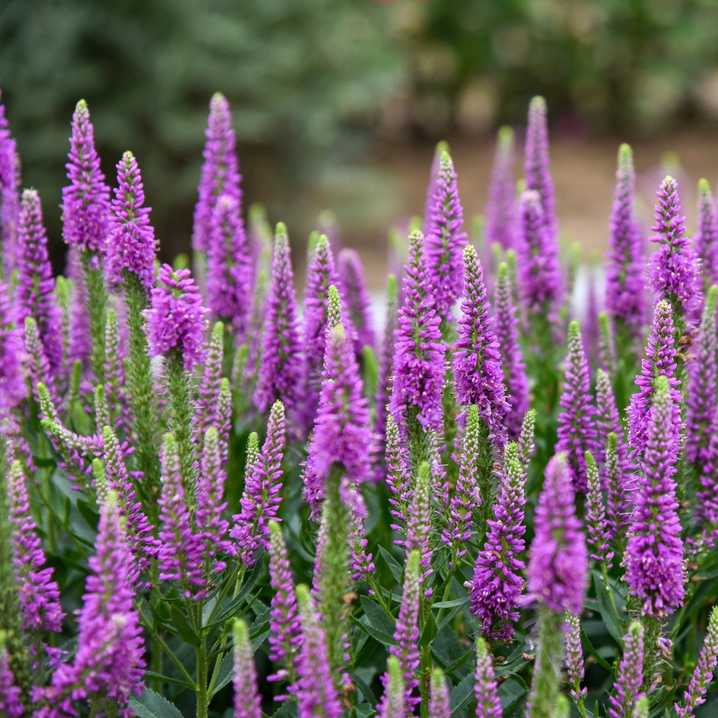 Speedwell, Spiked 'Da Vinci Delight' (Veronica)