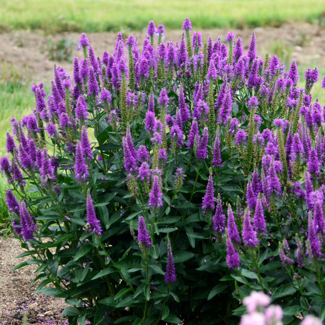 Speedwell, Long-leaf 'Royal Rembrandt' (Veronica)