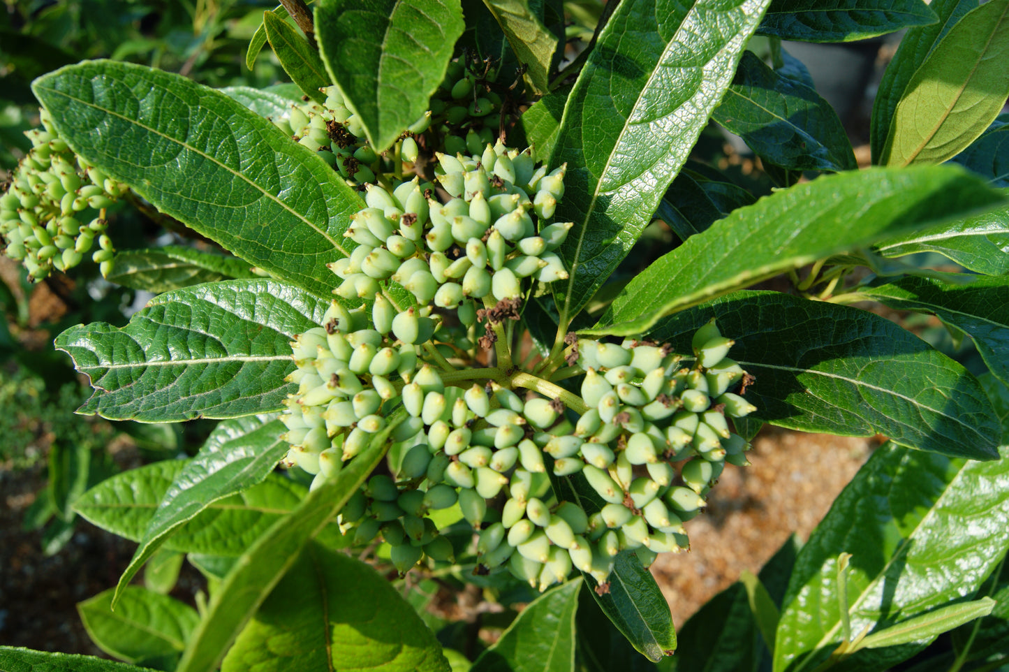 Viburnum, Smooth Witherod 'Brandywine' (Viburnum)