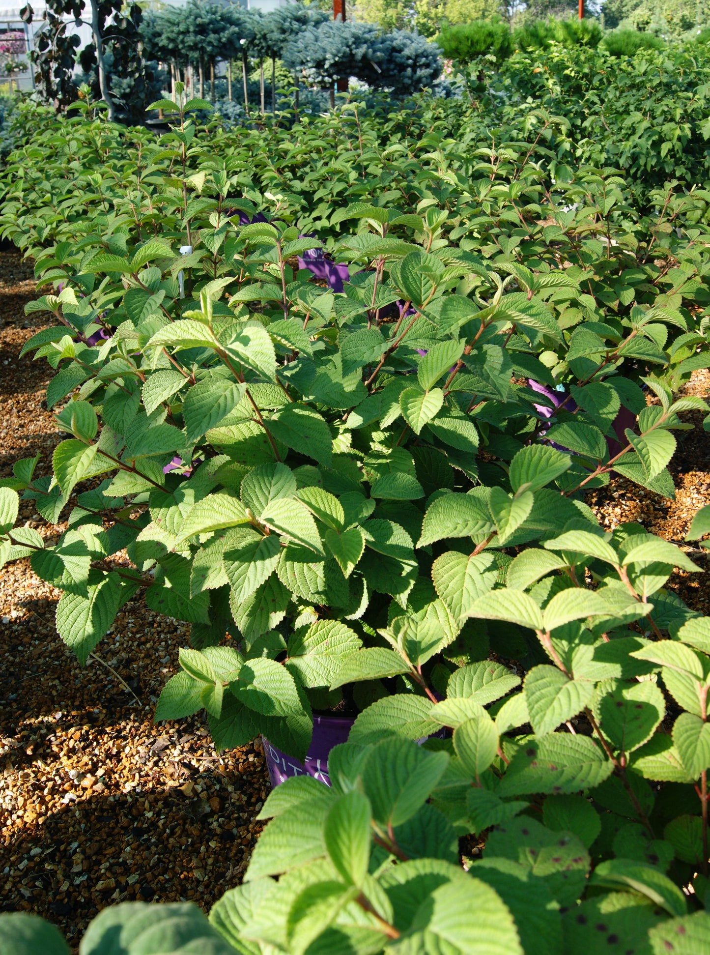 Viburnum, Doublefile 'Opening Day' (Viburnum)