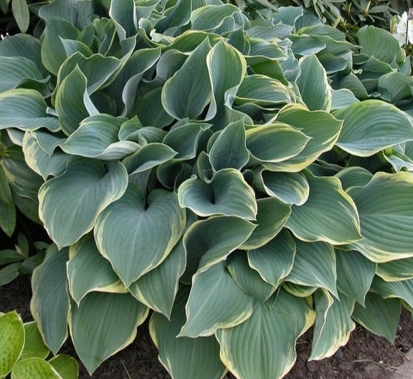 Plantain Lily 'Regal Splendor' (Hosta)